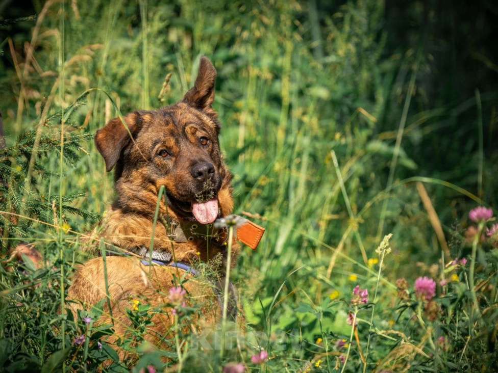 Собаки в Ореховом-Зуево: Альфа в поисках дома Девочка, Бесплатно - фото 7