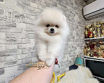 Собаки в Москве: Мини девочка померанского шпица айс крем оптически белая Девочка, Бесплатно - фото 1