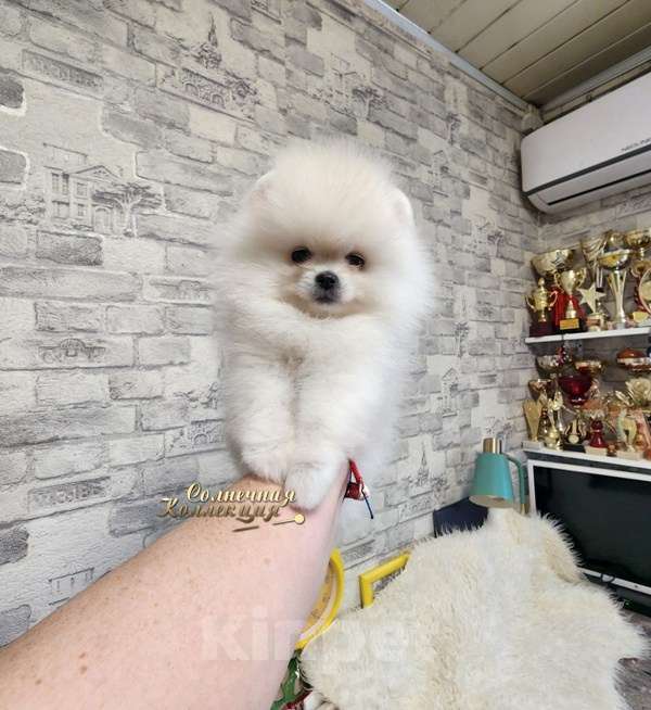 Собаки в Москве: Мини девочка померанского шпица айс крем оптически белая Девочка, Бесплатно - фото 1