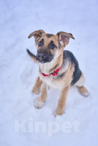 Собаки в Москве: замечательная девочка щенок очень ждет мампап Девочка, Бесплатно - фото 1
