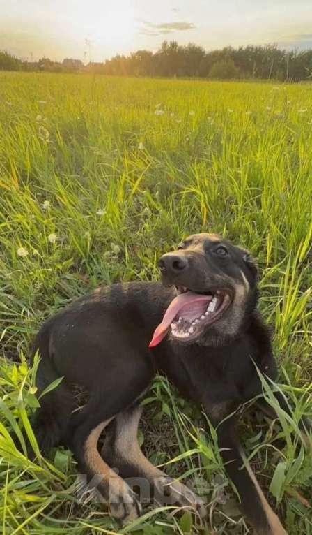 Собаки в других городах Московской области: СРОЧНО! ПОМОГИТЕ МАЛЫШУ! Мальчик, Бесплатно - фото 7