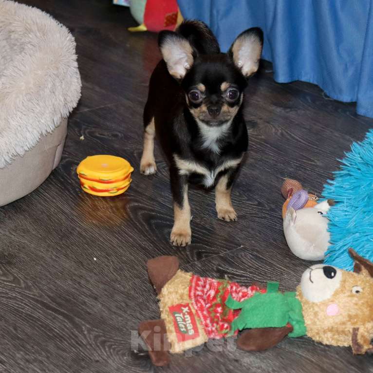 Собаки в Москве: Девочка чихуахуа Девочка, 55 000 руб. - фото 7