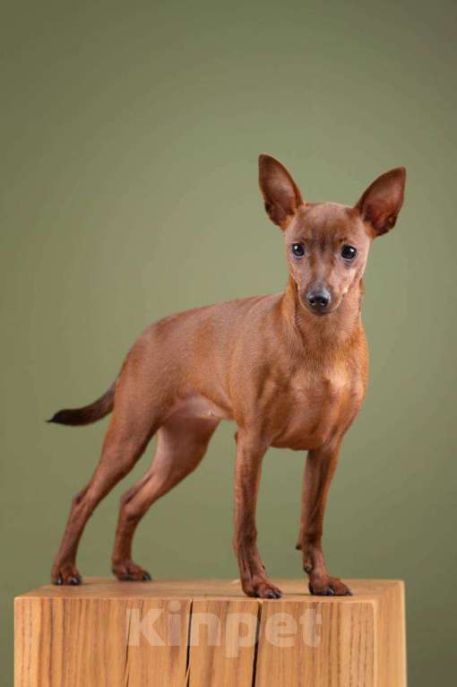 Собаки в Санкт-Петербурге: Щенок цвергпинчера Девочка, 55 000 руб. - фото 3