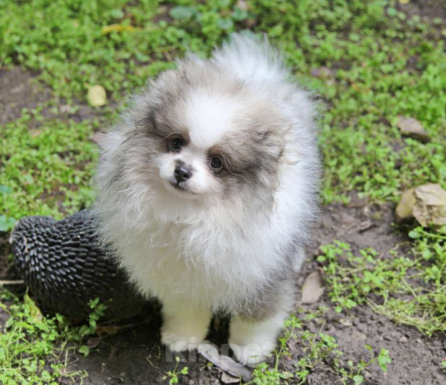 Собаки в Люберцах: Девочка шпица, бело-волчий окрас Девочка, 30 000 руб. - фото 3