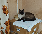 Кошки в Ярославле: Найден кот Мальчик, Бесплатно - фото 1