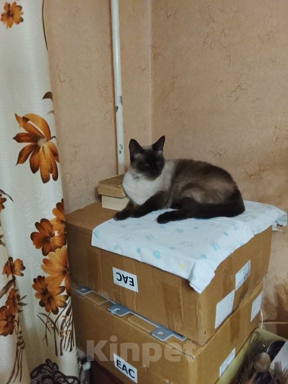 Кошки в Ярославле: Найден кот Мальчик, Бесплатно - фото 1
