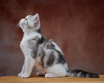 Кошки в Барнауле: Котик-страйт Василь💚 Мальчик, Бесплатно - фото 5