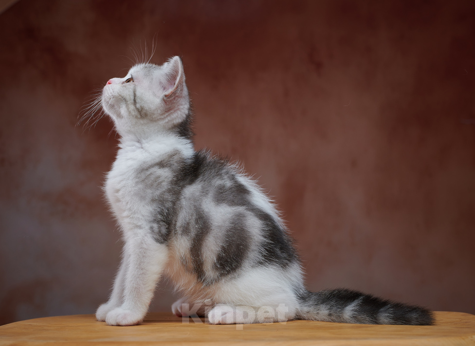 Кошки в Барнауле: Котик-страйт Василь💚 Мальчик, Бесплатно - фото 5