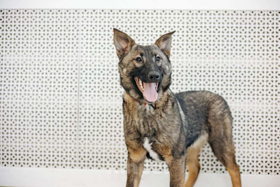 Собаки в Москве: Щенок метис бельгийкой овчарки Девочка, Бесплатно - фото 7