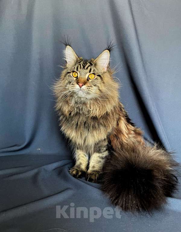 Кошки в Москве: Мейн-кун котенок Мальчик, 40 000 руб. - фото 2