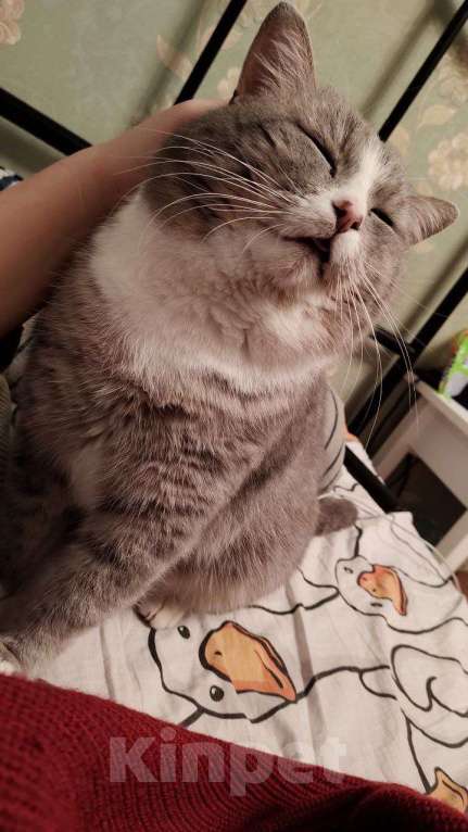 Кошки в Набережных Челнах: Большой пушистый кот ищет новый дом.  Мальчик, Бесплатно - фото 2