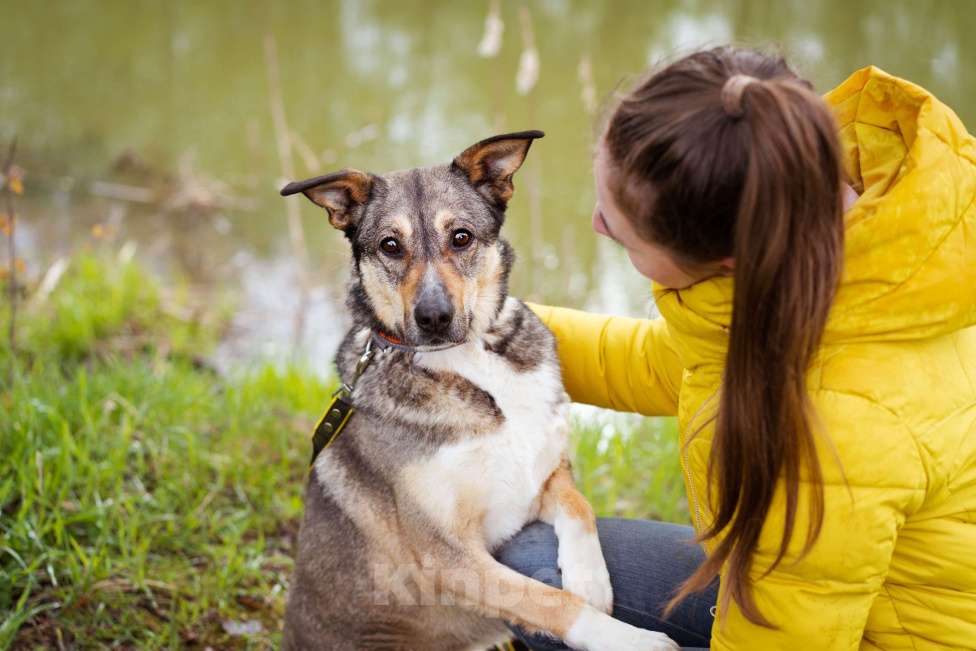 Собаки в Москве: Собачка на трёх лапках ищет дом Девочка, Бесплатно - фото 9