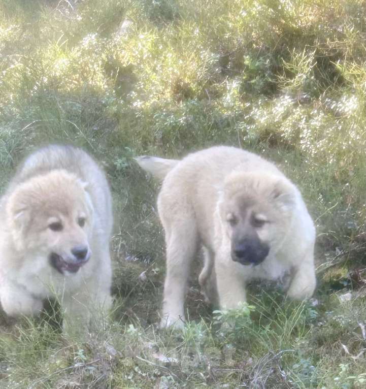 Собаки в Медвежьегорске: Продам щенков Девочка, Бесплатно - фото 4