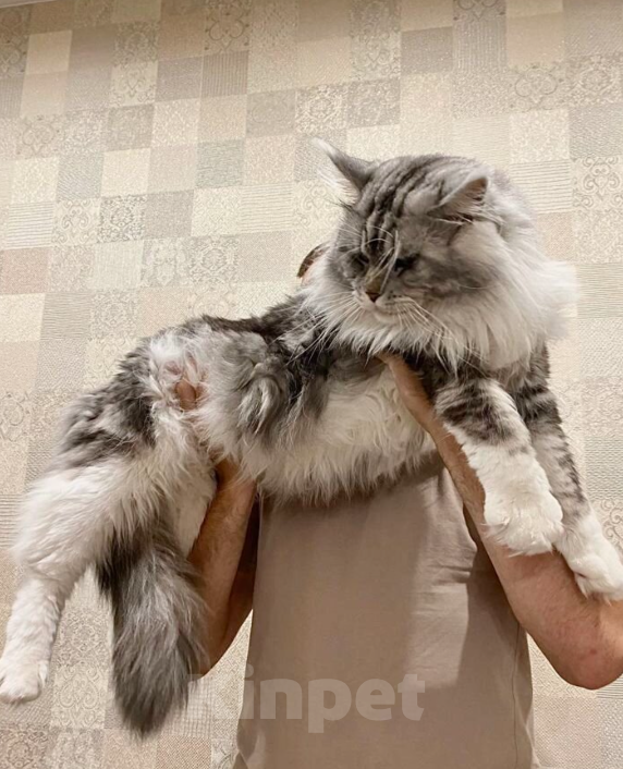 Кошки в других городах Московской области: Котенок мейн куна Мальчик, 25 000 руб. - фото 4