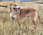 Собаки в Саратове: Море обаяния, молодой песик Рыжик в добрые руки Мальчик, 10 руб. - фото 3