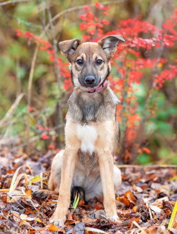 Собаки в Москве: Изящная собачка в добрые руки Девочка, Бесплатно - фото 3
