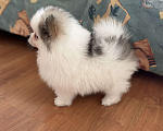 Собаки в Москве: Померанский шпиц, мальчик , 3 месяца  Мальчик, 40 000 руб. - фото 3