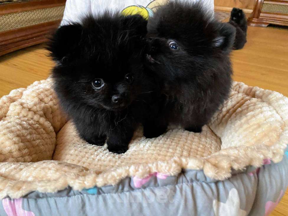 Собаки в Новосибирске: Померанский шпиц Мальчик, 55 000 руб. - фото 2