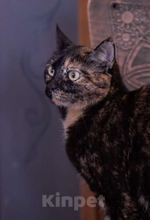 Кошки в Москве: История Милки: когда “временно” стало навсегда Девочка, Бесплатно - фото 3