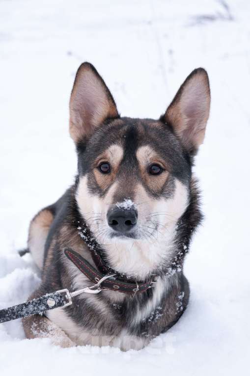 Собаки в Ногинске: Внимание: найден источник бесконечной энергии! Зовут Джои. Нужен добрый и терпеливый диспетчер! Мальчик, Бесплатно - фото 6