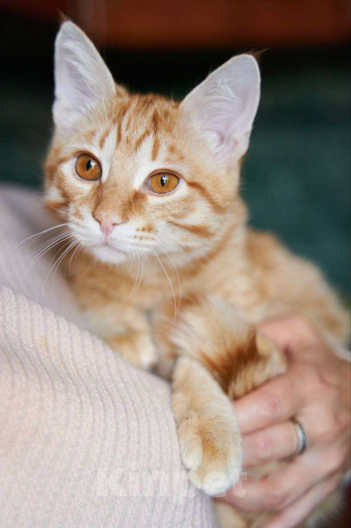 Кошки в Москве: Котенок в добрые руки Мальчик, Бесплатно - фото 1