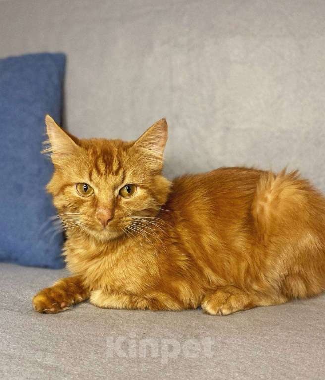 Кошки в Люберцах: Музыкальный котик Эксл Мальчик, Бесплатно - фото 2