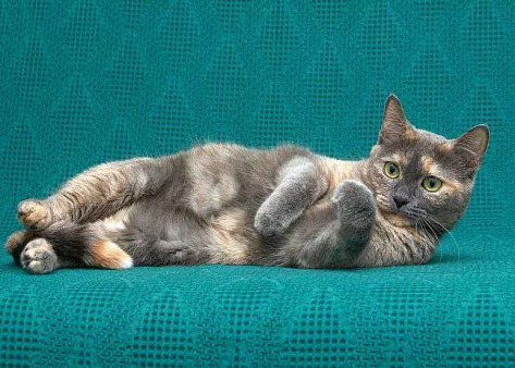 Кошечка Клякса ищет дом