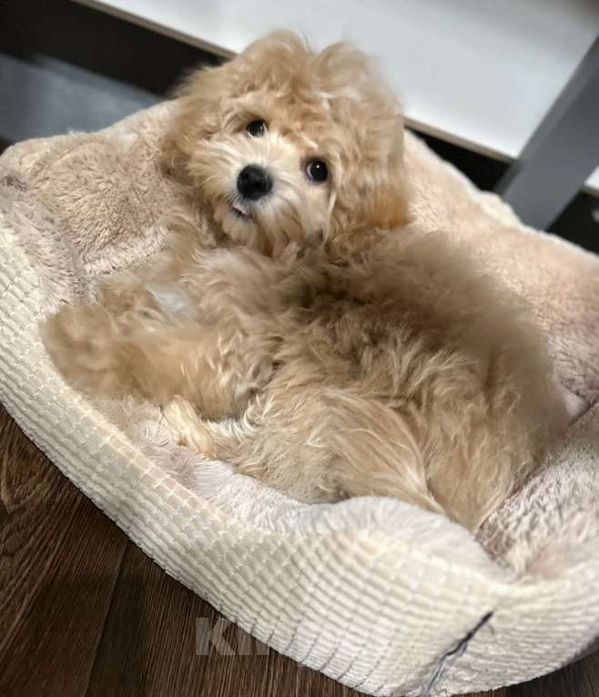 Собаки в Москве: Щенок мальтипу f1 девочка Девочка, 110 000 руб. - фото 3