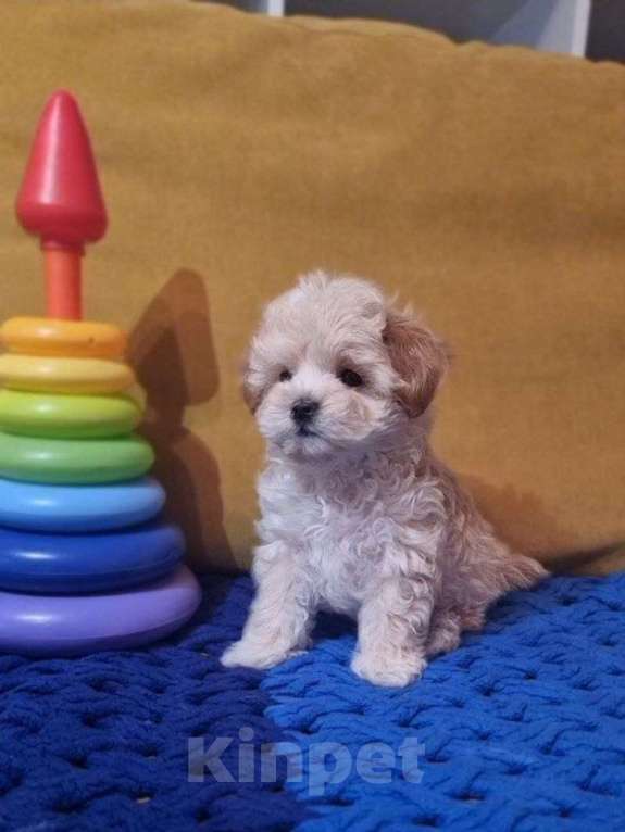 Собаки в Мытищах: Мальтипу F1 Девочка, 200 000 руб. - фото 4