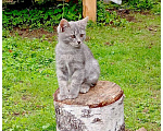 Кошки в Москве: Котенок Лилу ищет дом Девочка, Бесплатно - фото 2