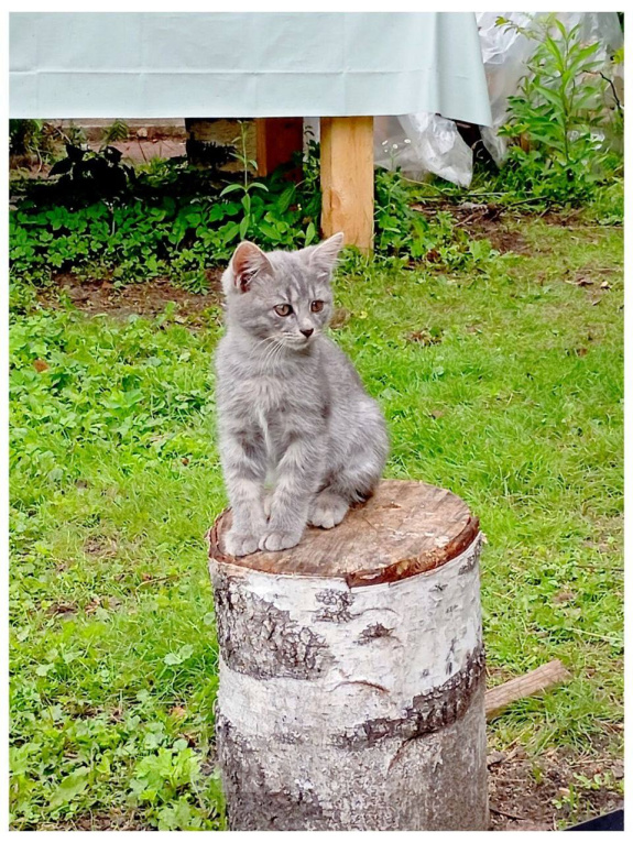 Кошки в Москве: Котенок Лилу ищет дом Девочка, Бесплатно - фото 2