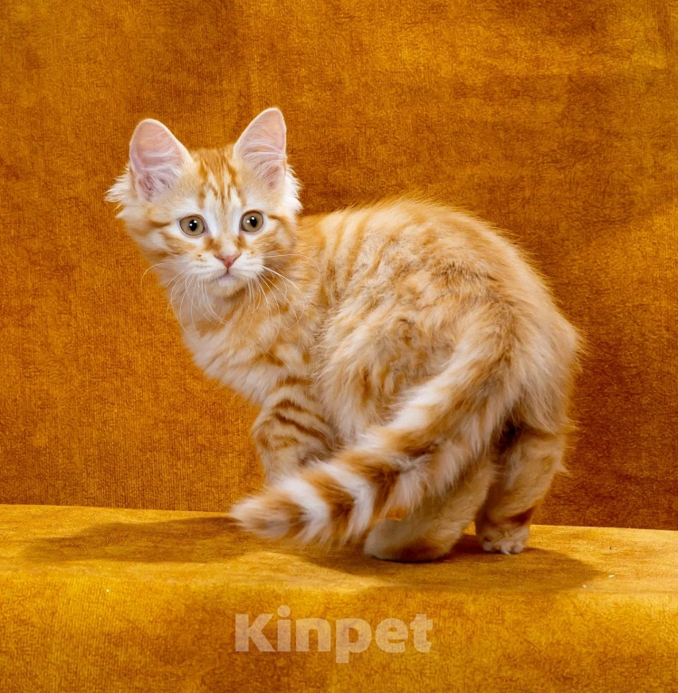 Кошки в Москве: Котик Жорик Мальчик, 60 000 руб. - фото 4