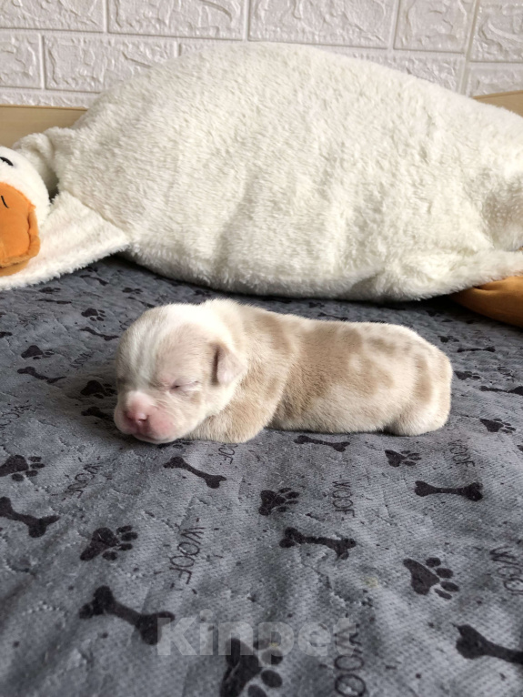 Собаки в Волгограде: Американский булли девочка покет Девочка, 50 000 руб. - фото 2