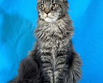 Кошки в Дедовске: Мейн-кун Тайсон Мальчик, 50 000 руб. - фото 5
