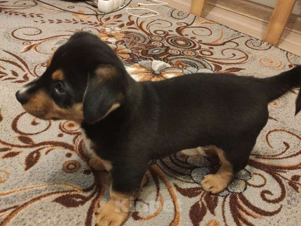 Собаки в Подольске: Собачку в добрые руки  Девочка, 1 руб. - фото 4