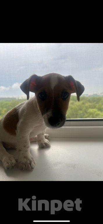 Собаки в Москве: Щенки Джек Рассел  Мальчик, 20 000 руб. - фото 3