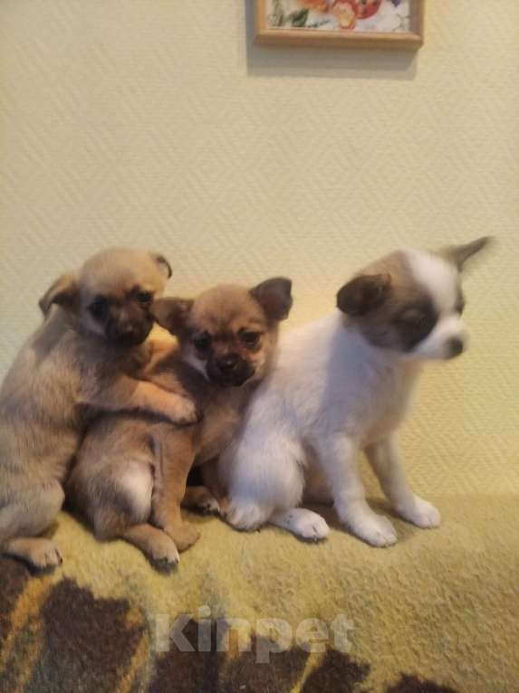 Собаки в Новосибирске: Щенки маленьких пород Чихуахуа  Девочка, 18 000 руб. - фото 4