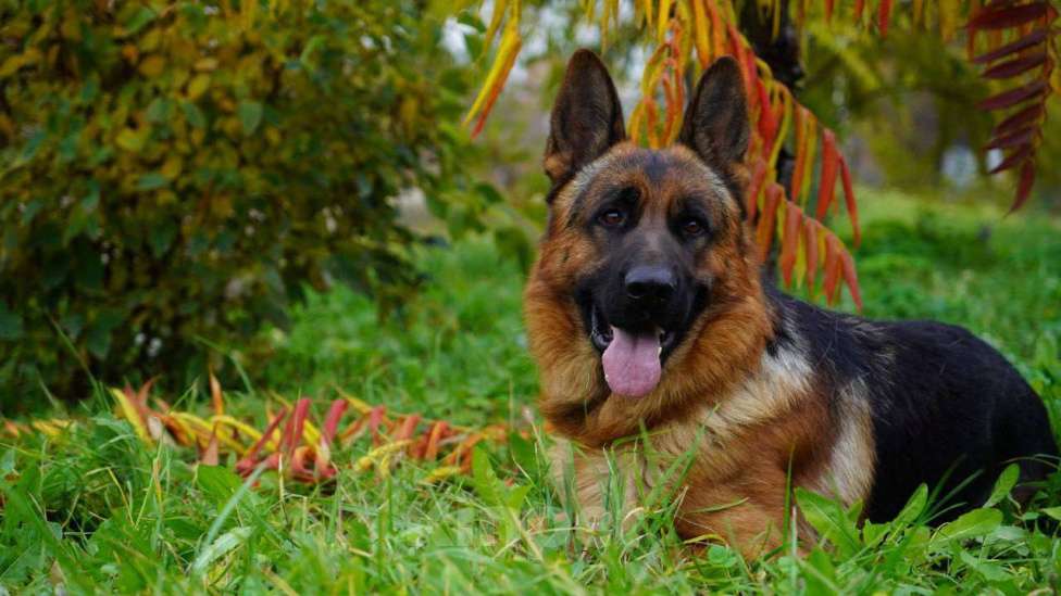 Собаки в Москве: Немецкая овчарка взрослый кобель Мальчик, 250 000 руб. - фото 3