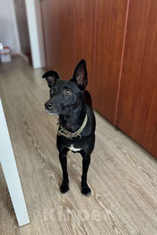 Собаки в Краснодаре: Ассоль Девочка, Бесплатно - фото 2