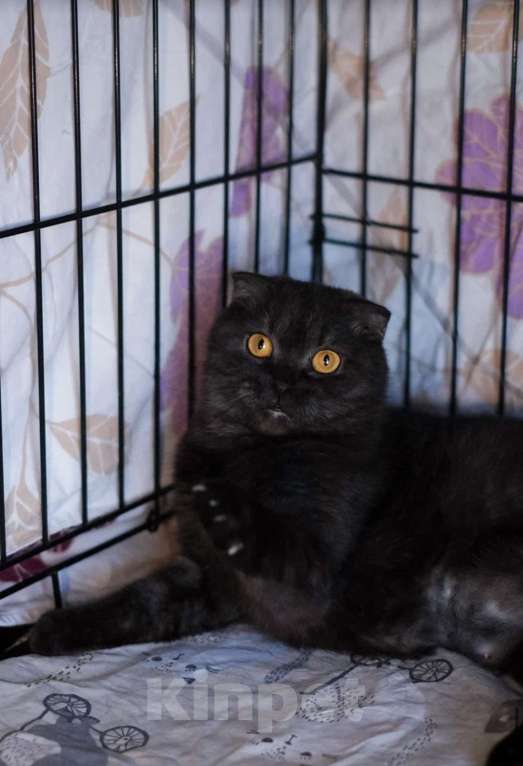 Кошки в Санкт-Петербурге: Лилу из приюта ищет дом Девочка, Бесплатно - фото 3