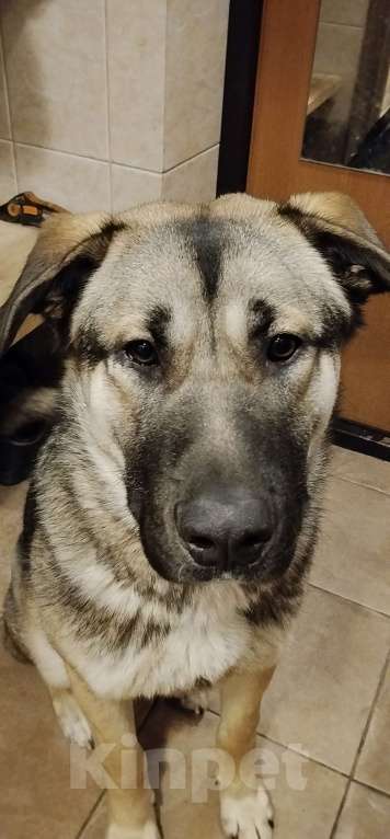 Собаки в других городах Московской области: Роки Мальчик, Бесплатно - фото 3