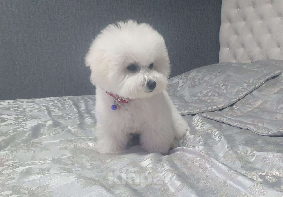 Собаки в Волжском: Щенок с прекрасными данными Девочка, Бесплатно - фото 3