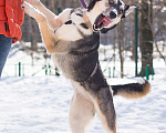 Собаки в Москве: Мирушка ищет добрый дом Девочка, Бесплатно - фото 4
