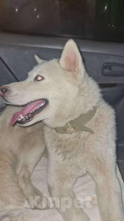 Собаки в Евпатории: Отдам в добрые руки Акита помесь с Хаски Мальчик, Бесплатно - фото 3