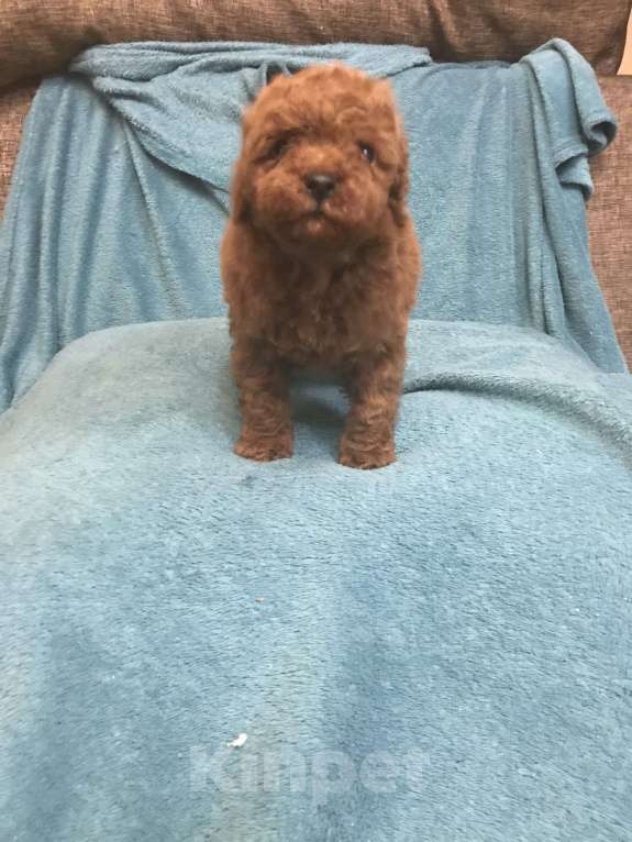 Собаки в Раменском: той пуделята Девочка, Бесплатно - фото 2