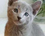 Кошки в Санкт-Петербурге: Русские голубые котята Мальчик, 40 000 руб. - фото 8