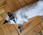 Кошки в Санкт-Петербурге: Сиамский котёнок  Девочка, 2 руб. - фото 3