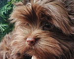 Собаки в Москве: Шоколадный цветной йорк Мальчик, 45 000 руб. - фото 2