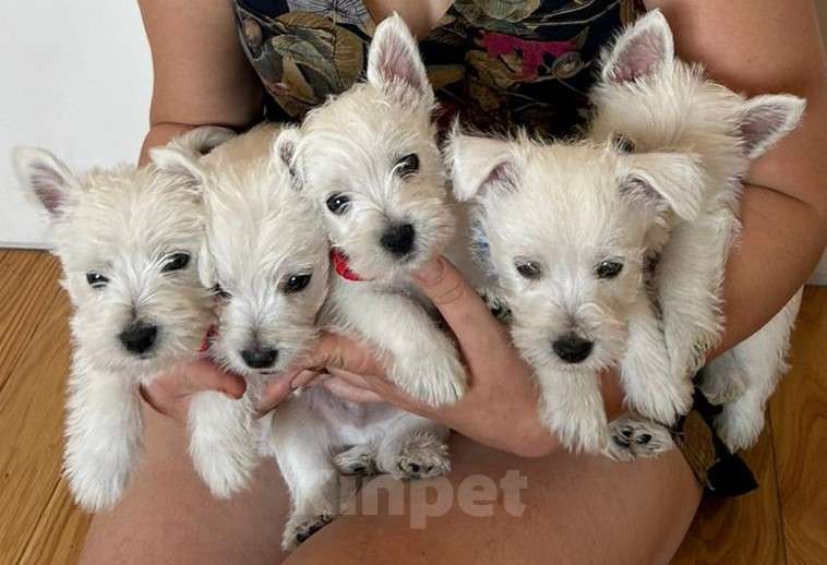 Собаки в Москве: Вест хайленд уайт терьер, щенок Мальчик, Бесплатно - фото 2