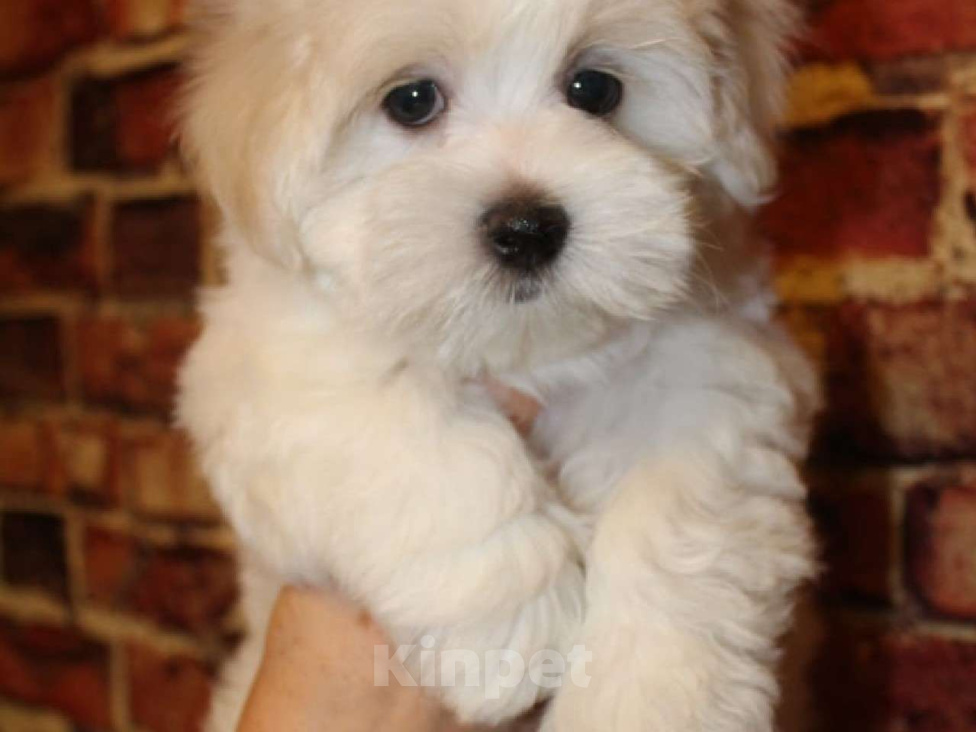 Собаки в Москве: Бублик Мальчик, 60 000 руб. - фото 2